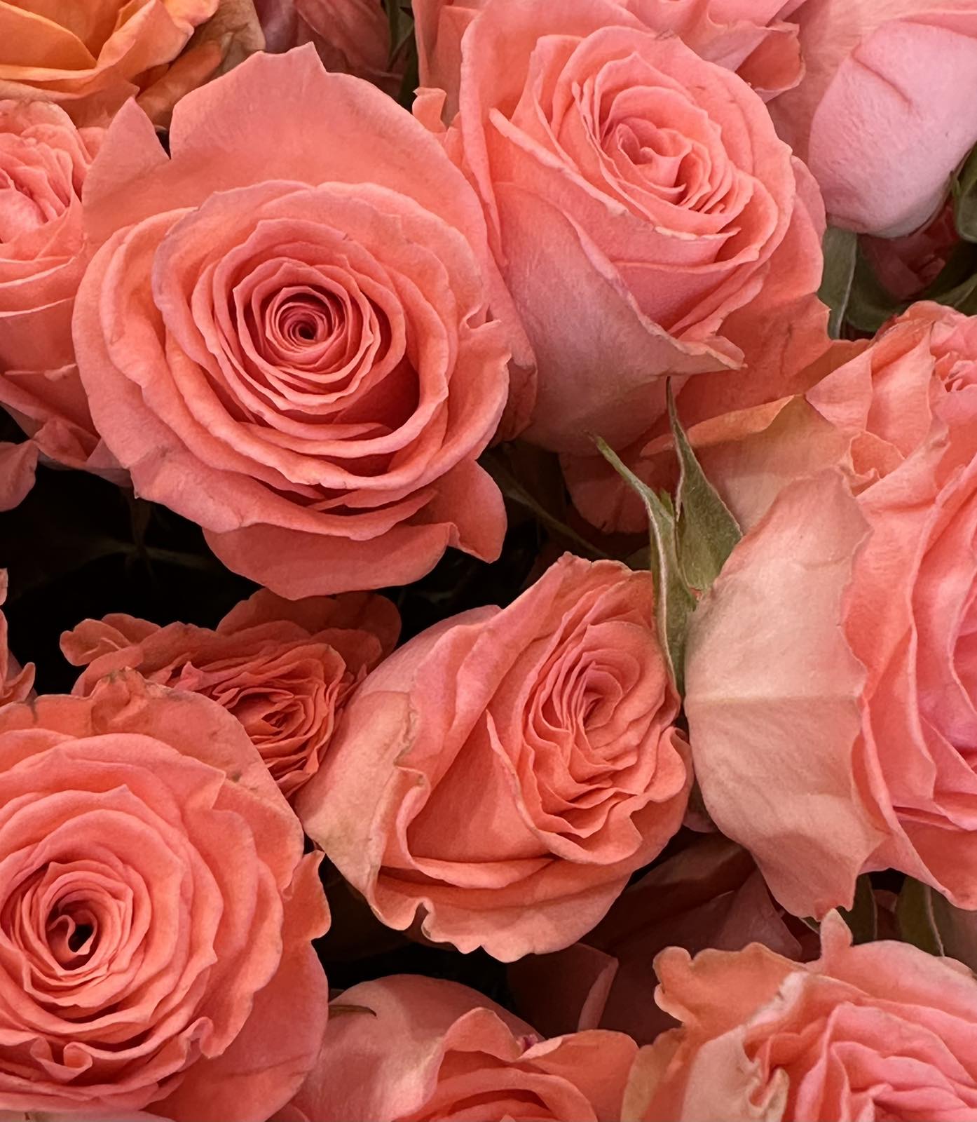 Троянда Sp Elegant Rosever