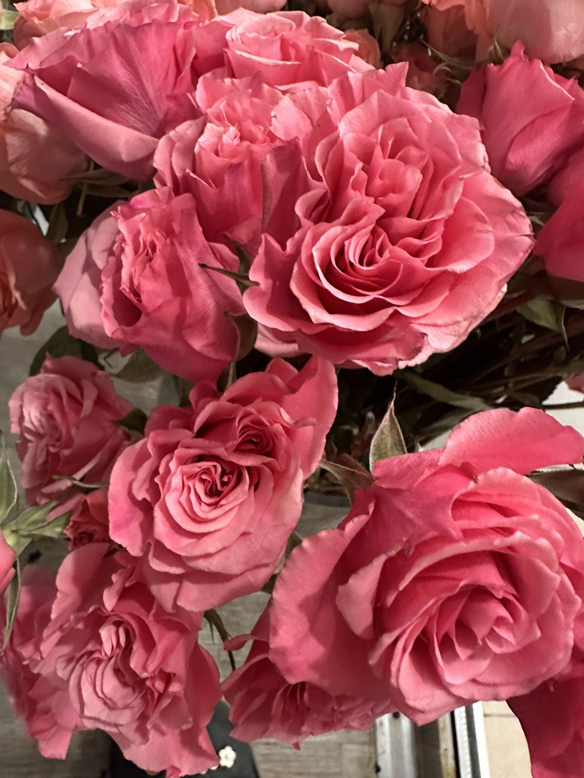 Троянда Sp Elegant Rosever  50 cm