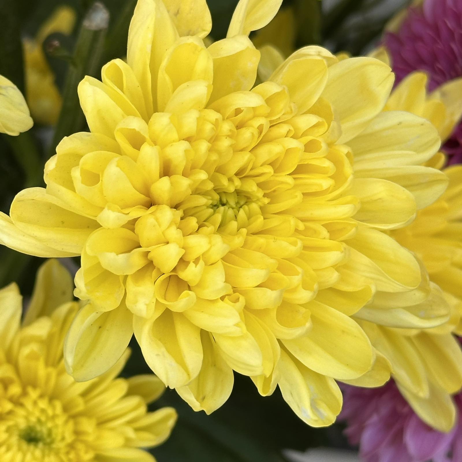 Хризантема Altai Yellow