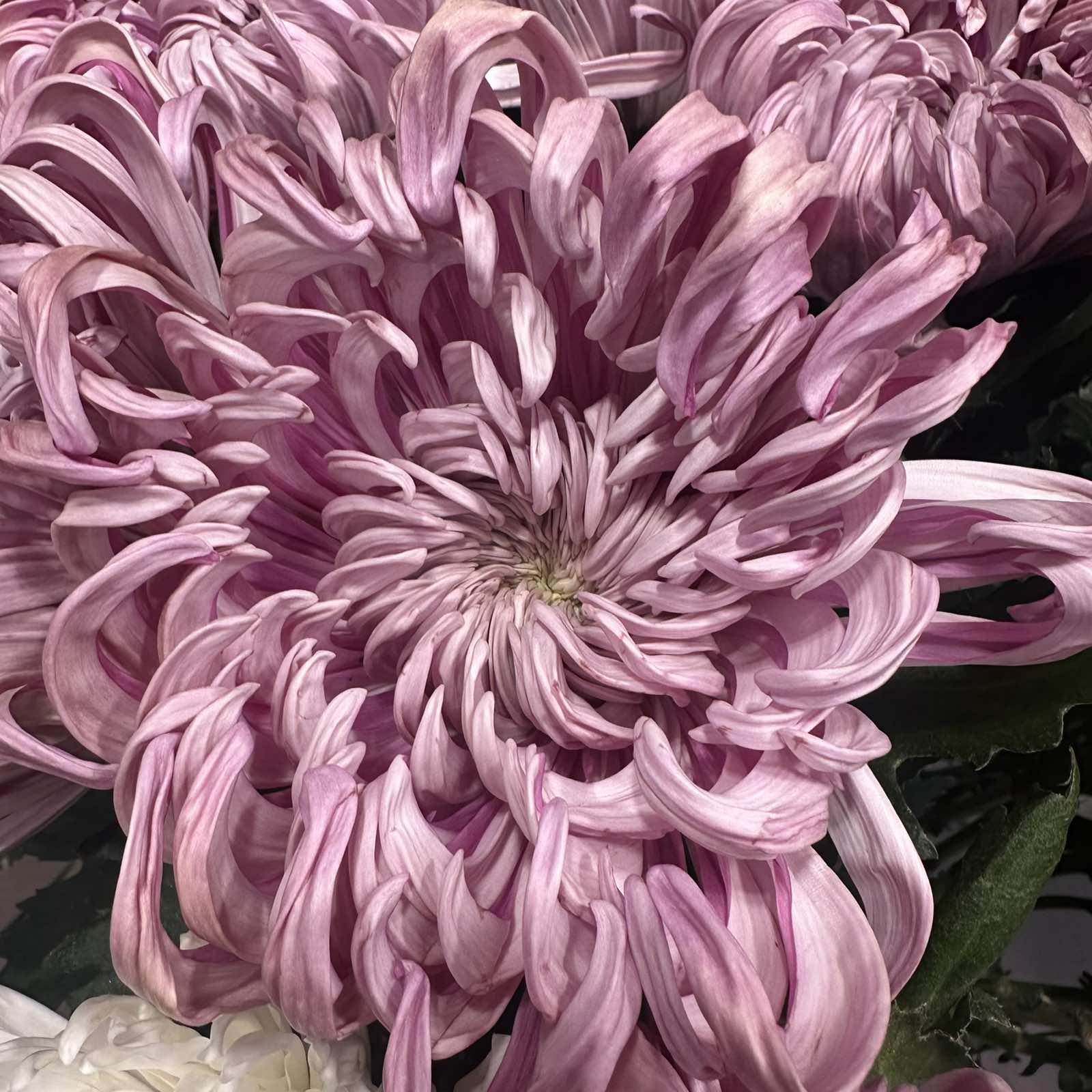Хризантема Viena Pink