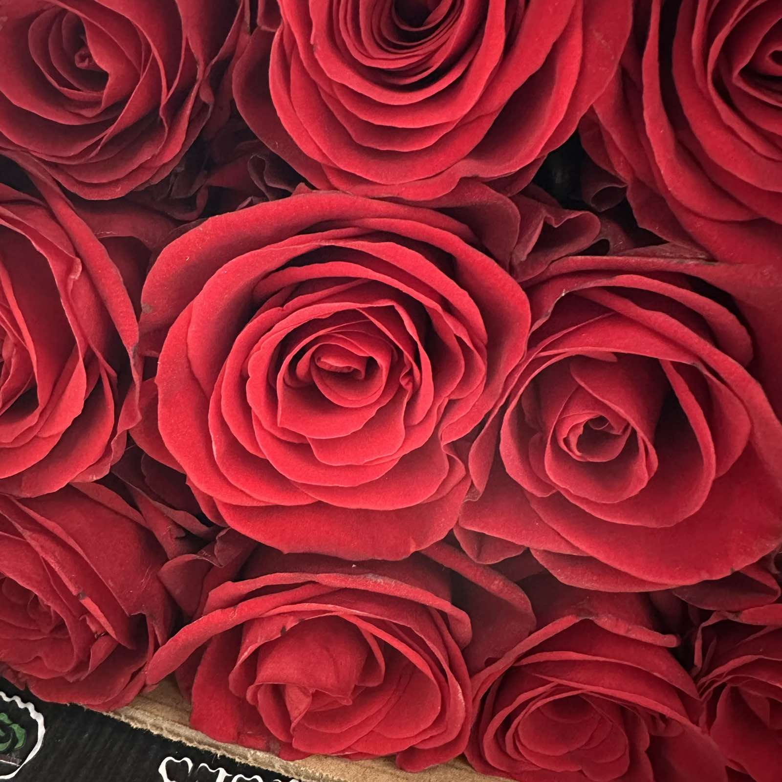Троянда "Red Volution" 90 cm