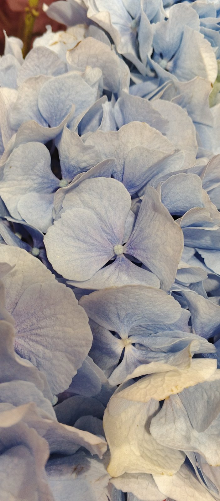 Гортензия Verena Blue(блакитна) 60 см