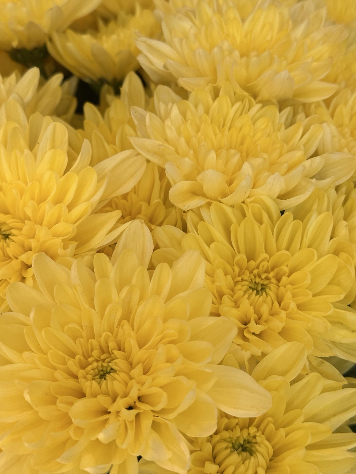 Хризантема Altaj Yellow