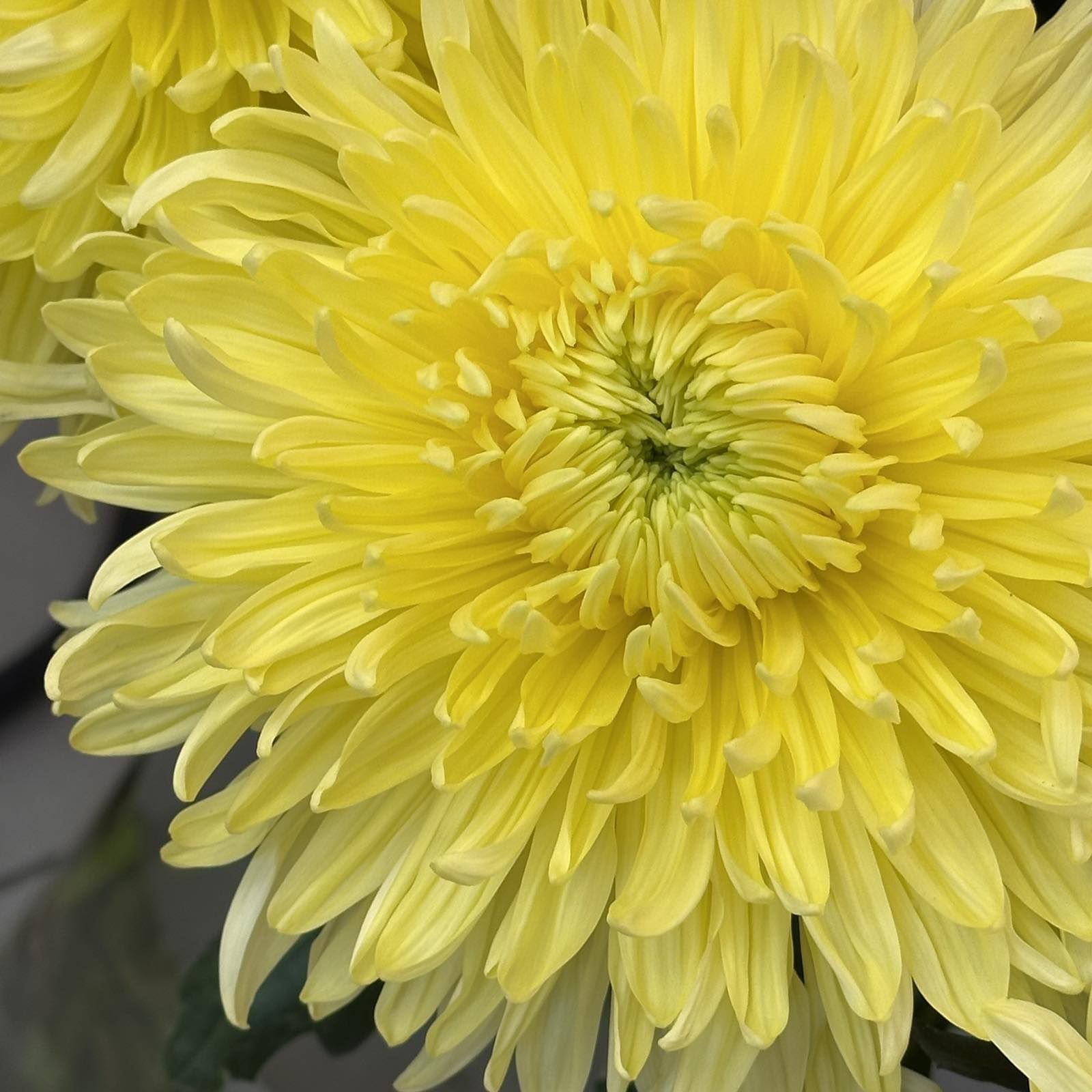Хризантема G Magnum Yellow