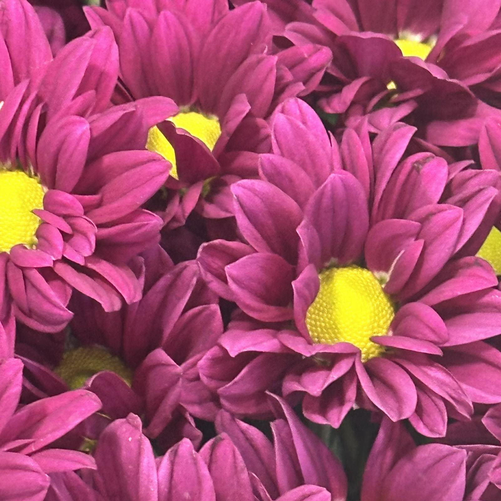 Хризантема Purple Star